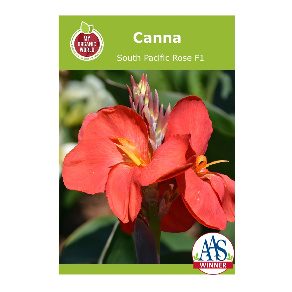 Canna South Pacific Rose F1 1 Canna South Pacific Rose F1 seeds