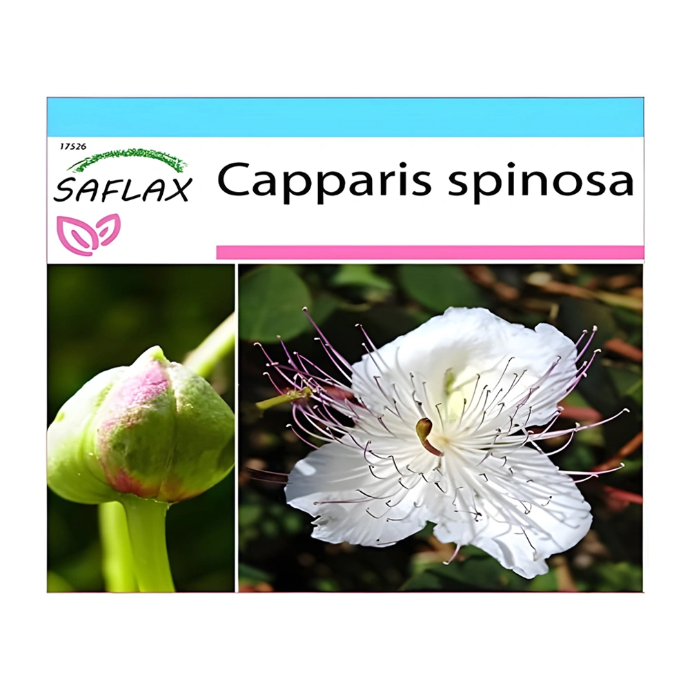 Capparis Spinosa