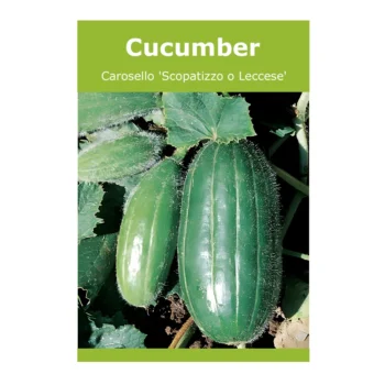 Carosello 'Scopatizzo o Leccese' Cucumber seeds