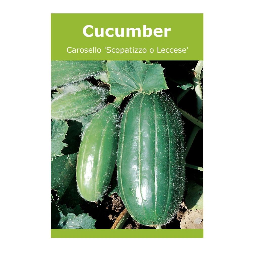 Carosello ‘Scopatizzo o Leccese’ Cucumber seeds