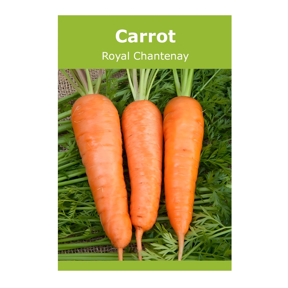 Carrot Royal Chantenay 1 Carrot Royal Chantenay