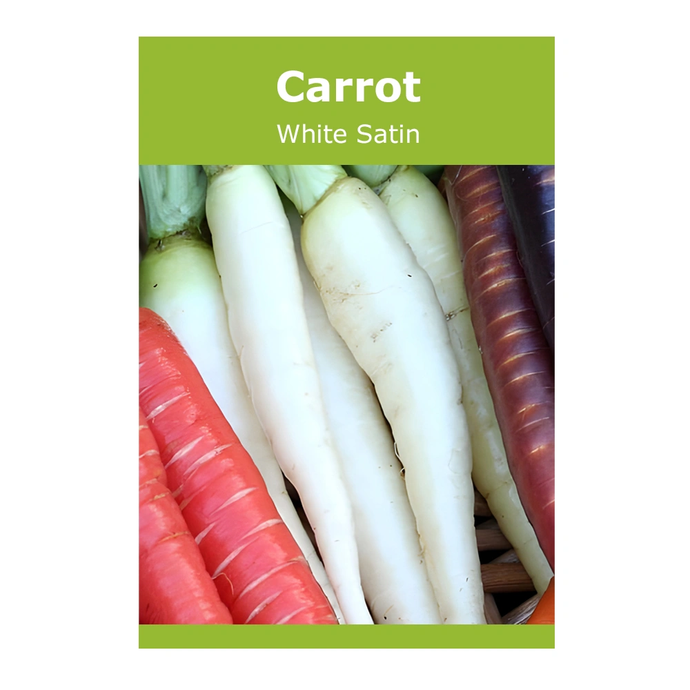 Carrot White Satin 1 Carrot White Satin