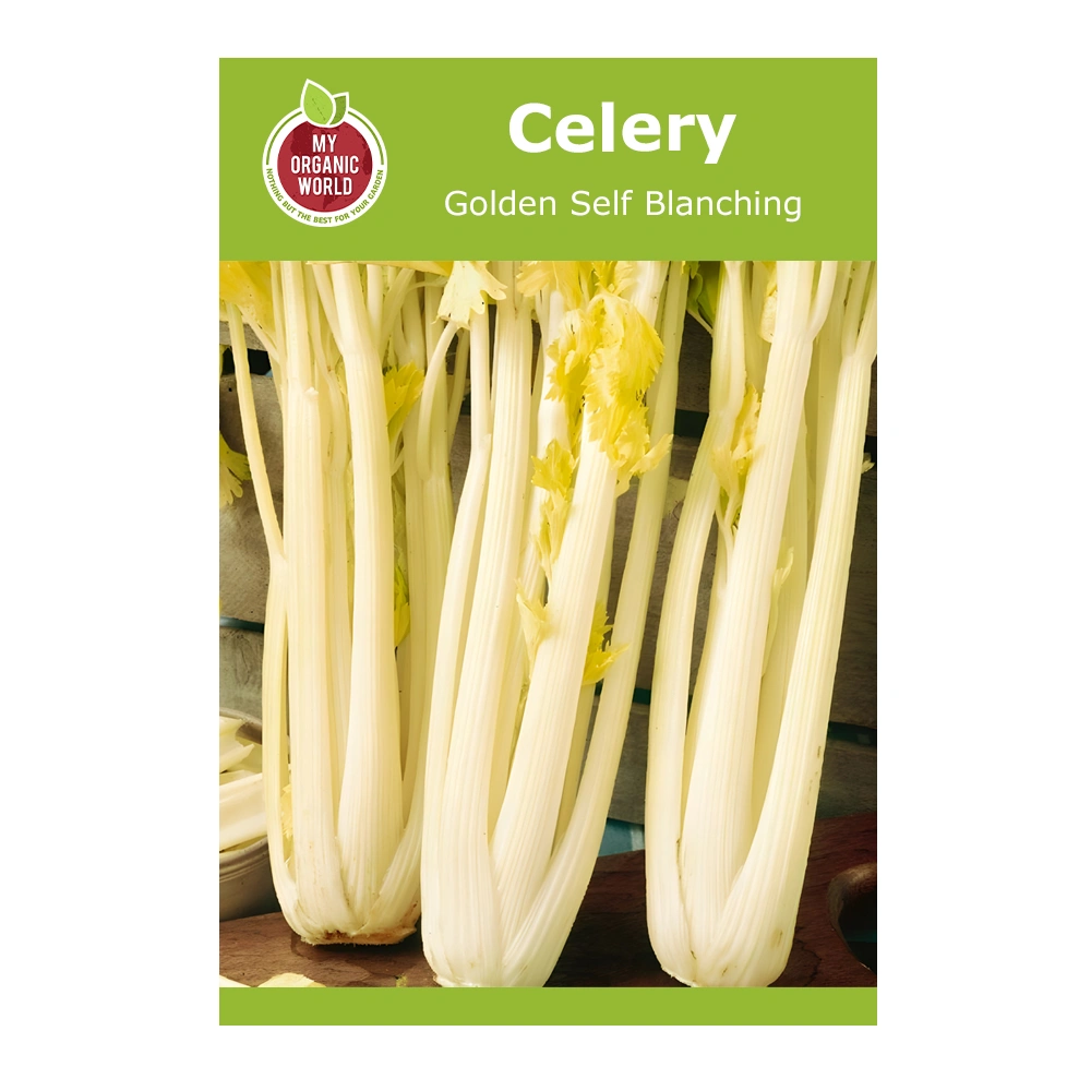 Celery Golden Self Blanching 1 Celery Golden Self Blanching