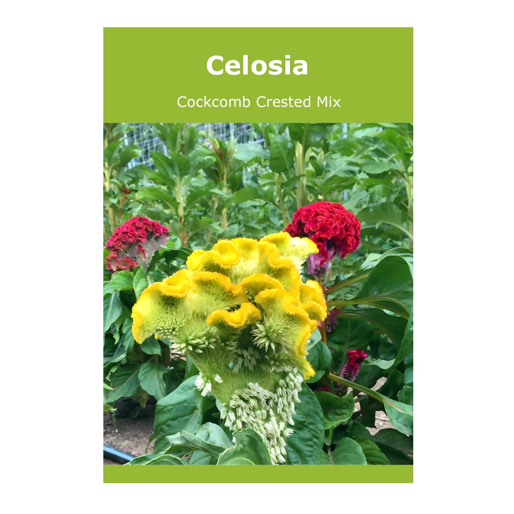 Celosia Cockcomb Crested Mix 1 Celosia Cockcomb Crested Mix