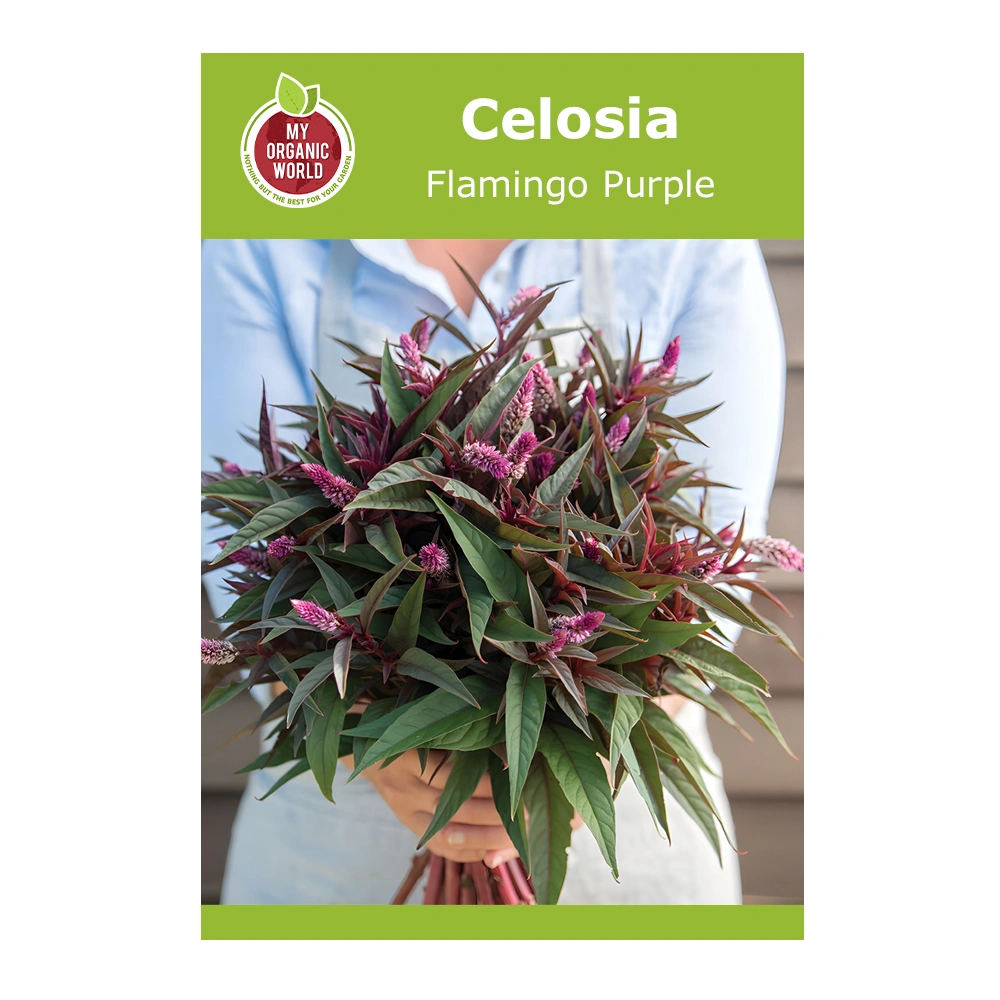 Celosia Flamingo Purple 1 Celosia Flamingo Purple