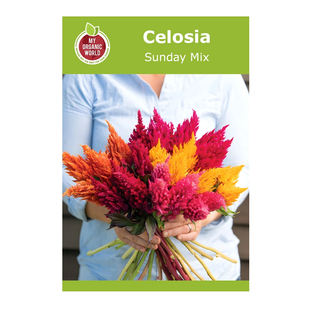 Celosia Sunday Mix 1 Celosia Sunday Mix