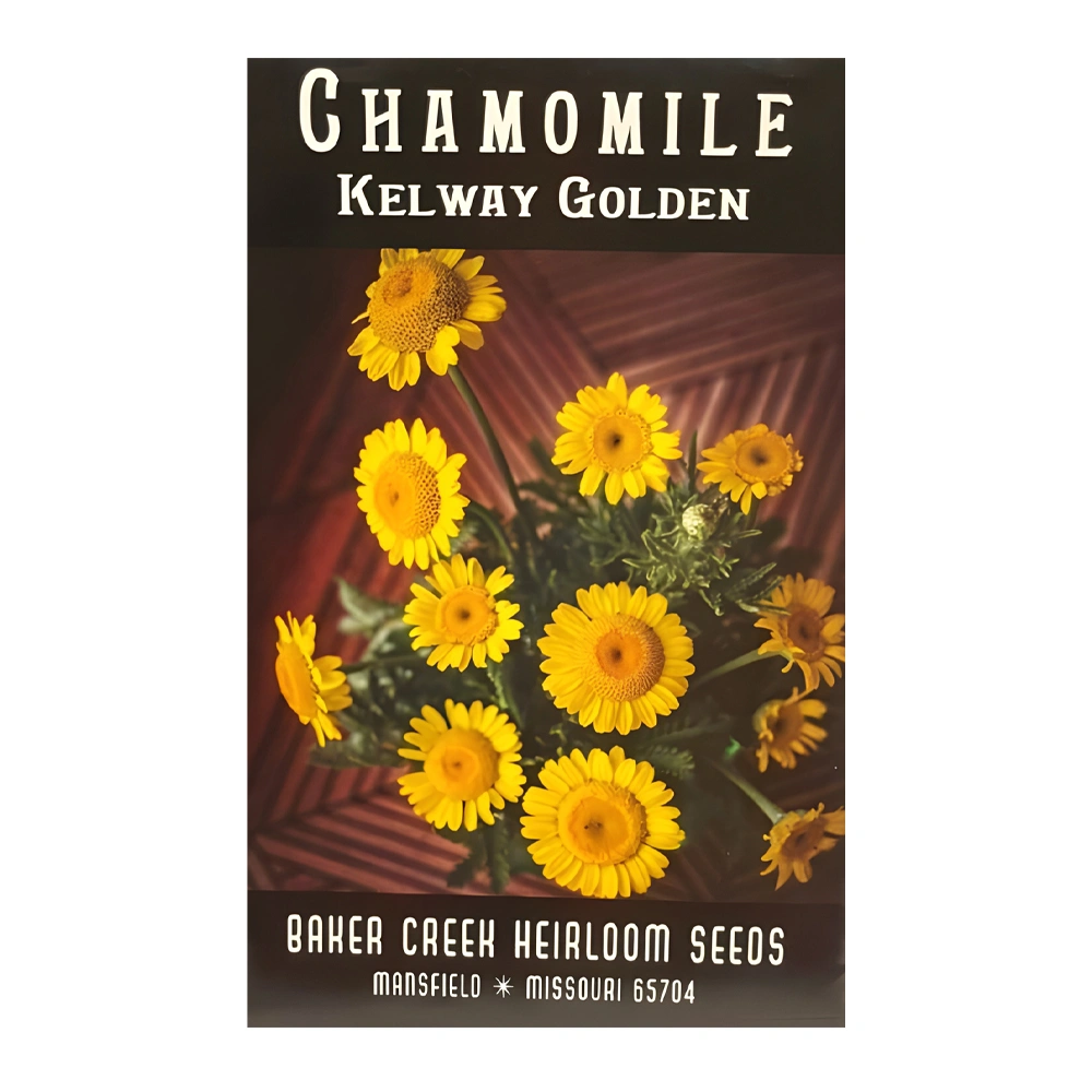 Chamomile Kelway Gold 1 Chamomile Kelway Gold