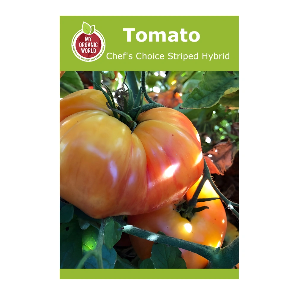 Chef's Choice Striped Hybrid Tomato 1 Chef’s Choice Striped Hybrid Tomato seeds