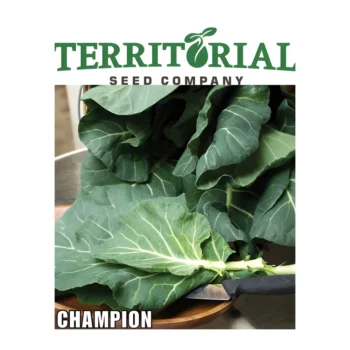 Collard Champion