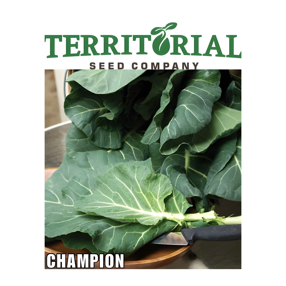 Collard Champion 1 Collard Champion