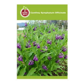 Comfrey Symphytum Officinale seeds