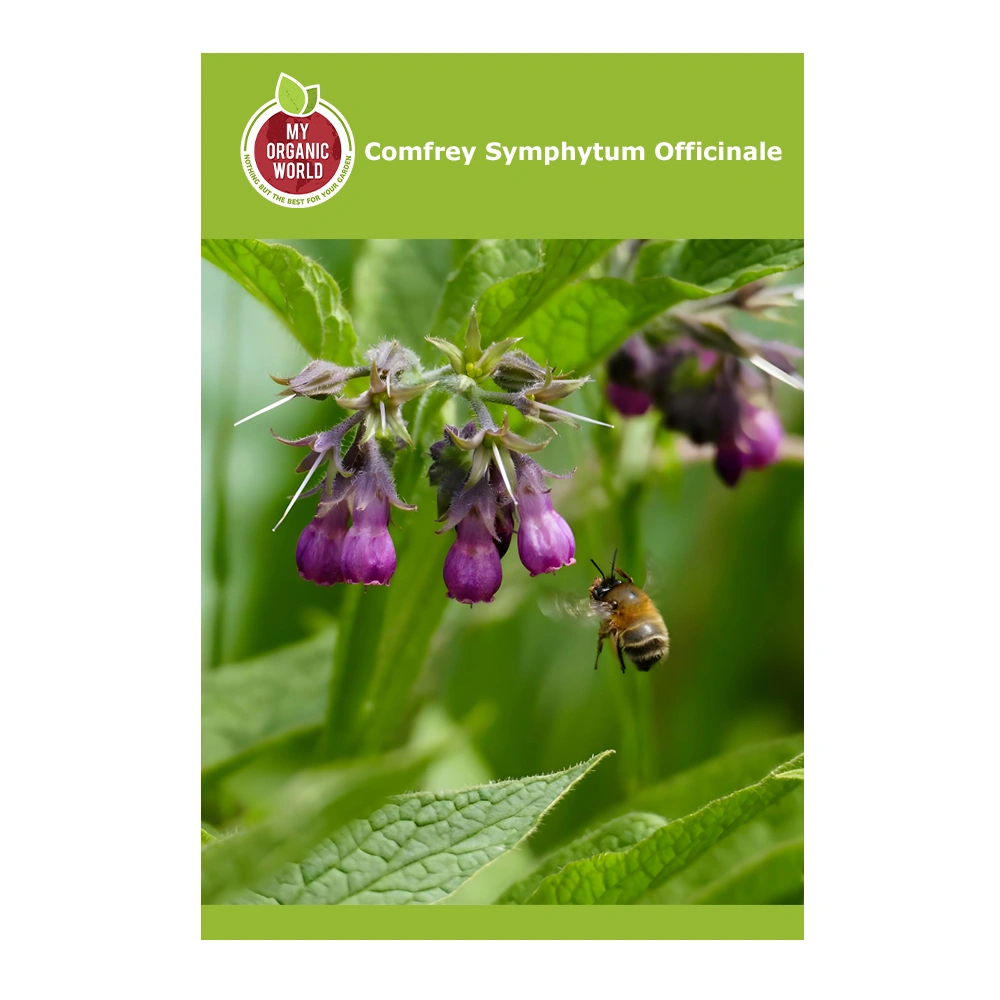 بذور Symphytum Officinale