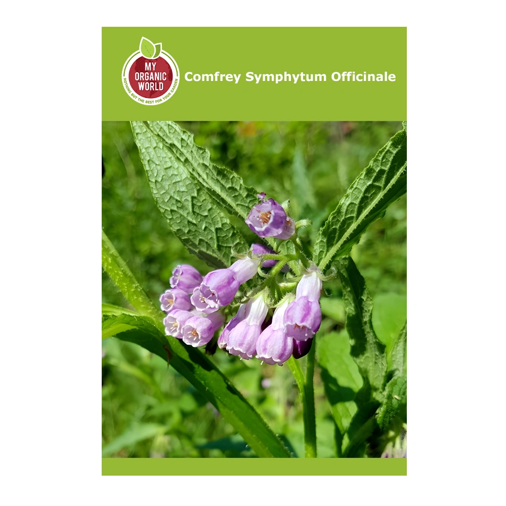 بذور Symphytum Officinale