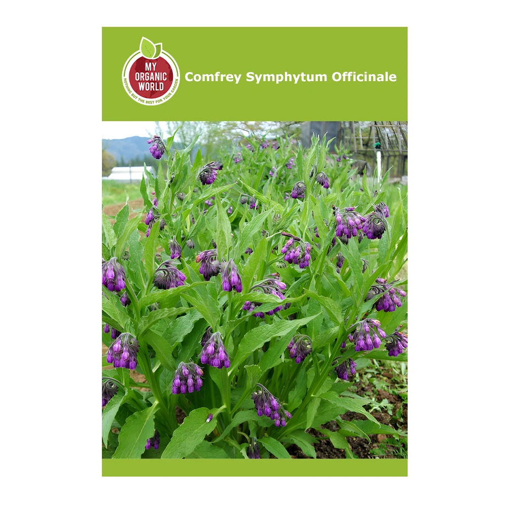 بذور Symphytum Officinale