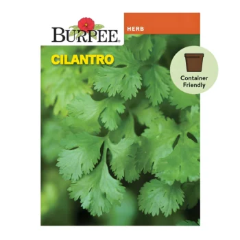 Common Cilantro seeds