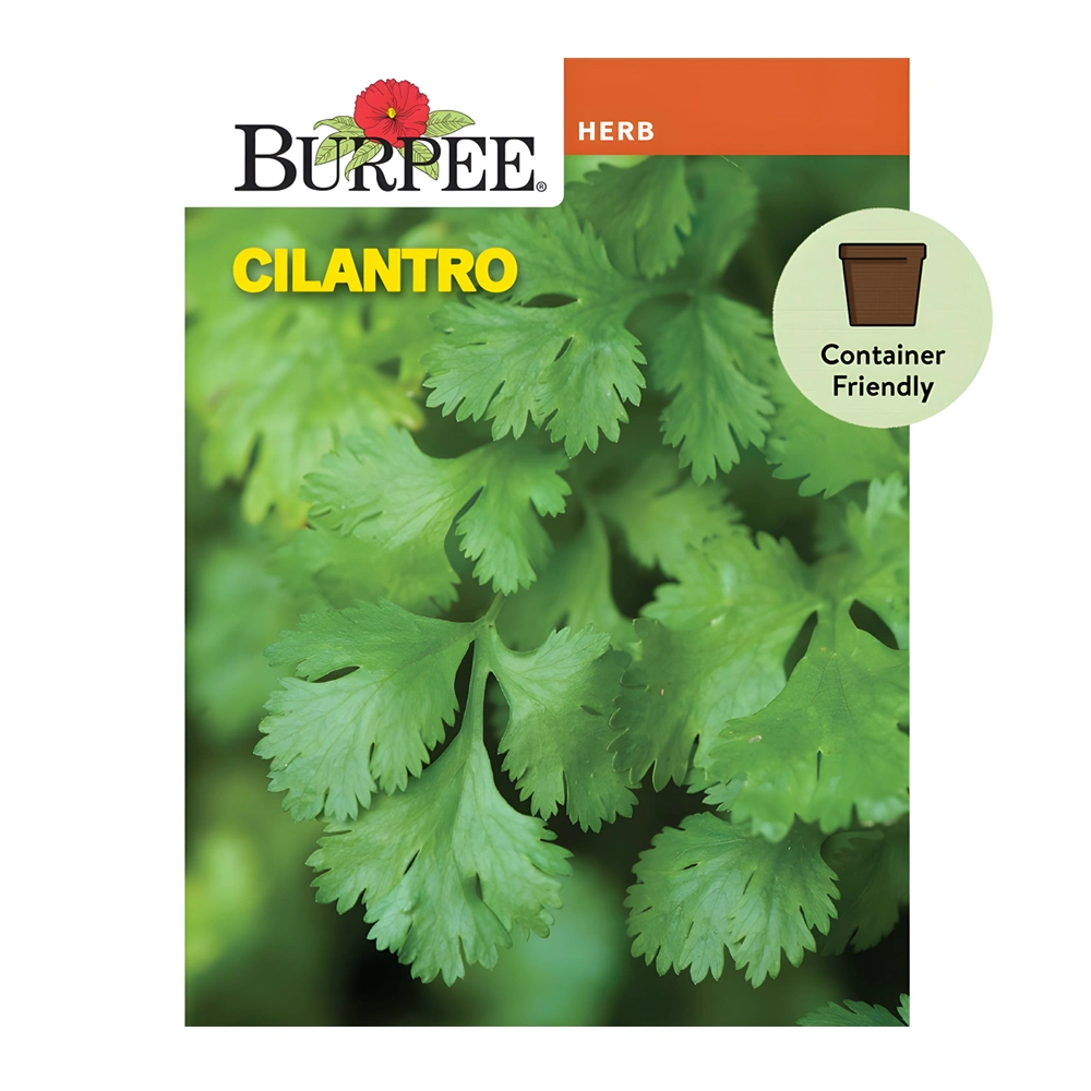 Common Cilantro 1 Common Cilantro seeds