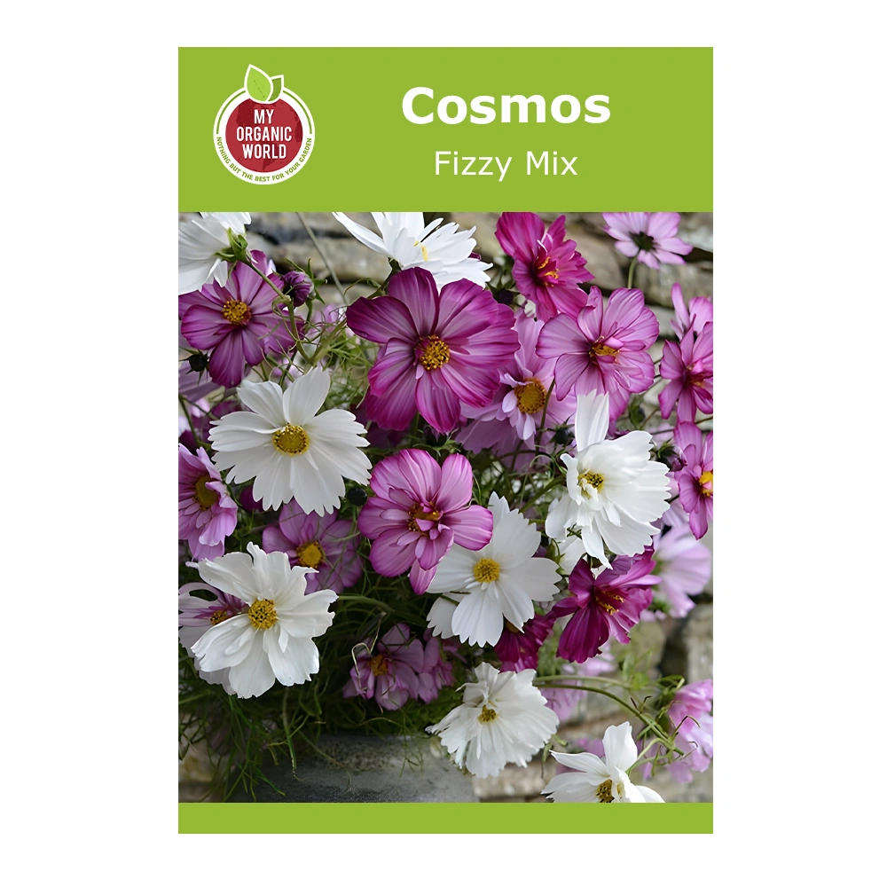 Cosmos Fizzy Mix 1 Cosmos Fizzy Mix