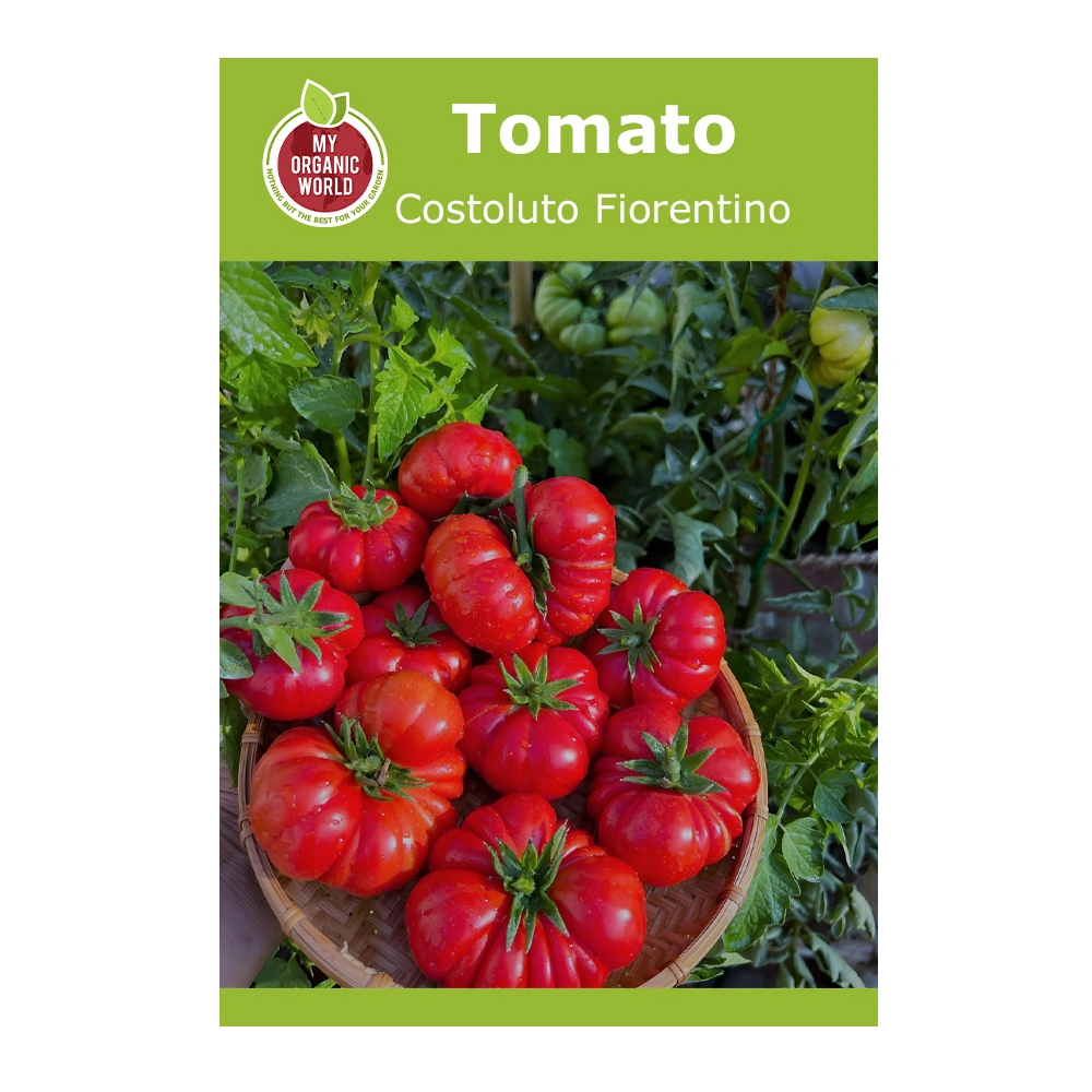 Costoluto Fiorentino Tomato 1 Costoluto Fiorentino Tomato seeds