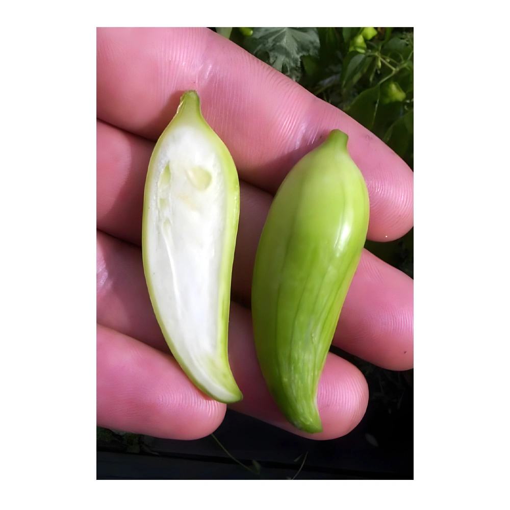 Cucumber Squirrel Gourd seeds