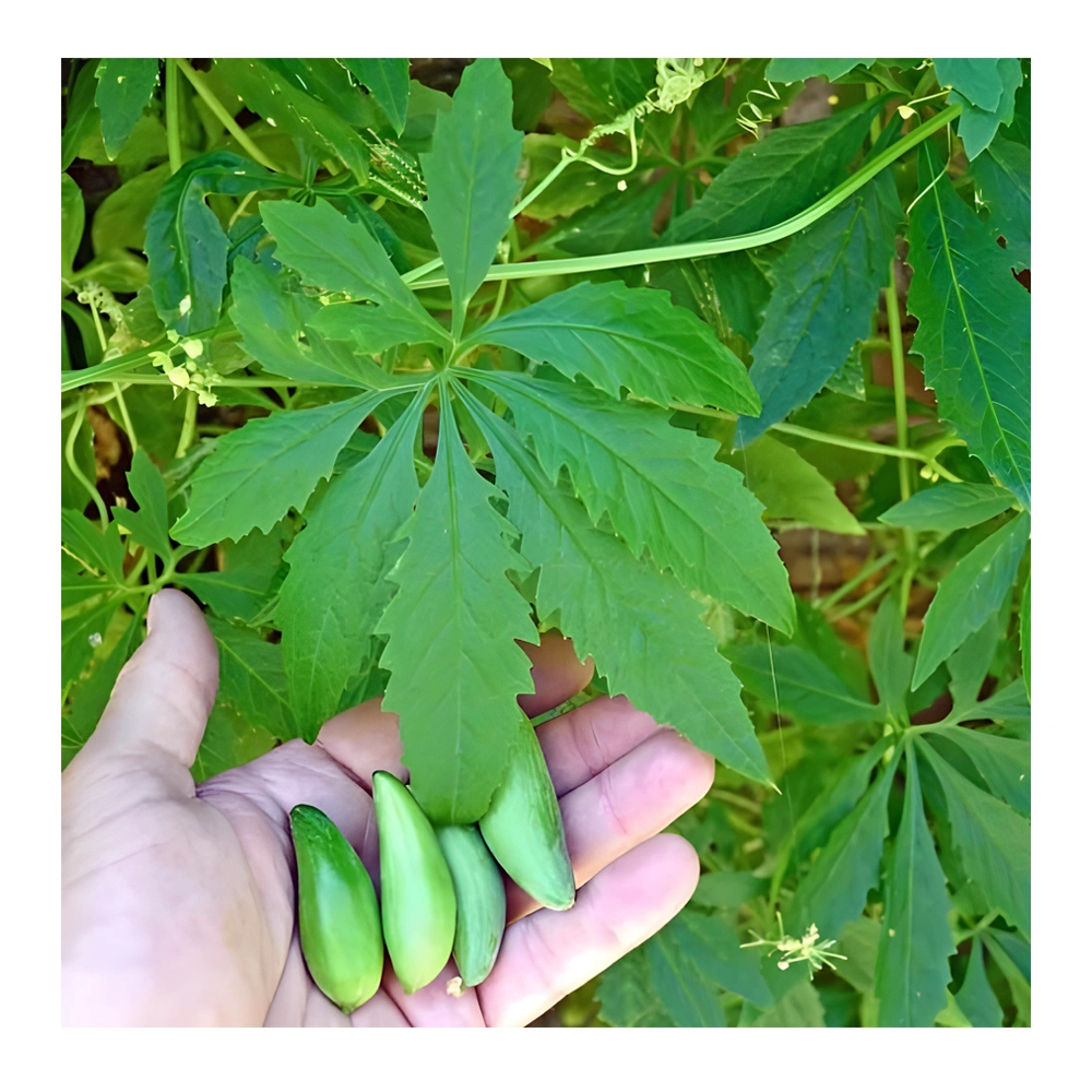 Cucumber Squirrel Gourd seeds