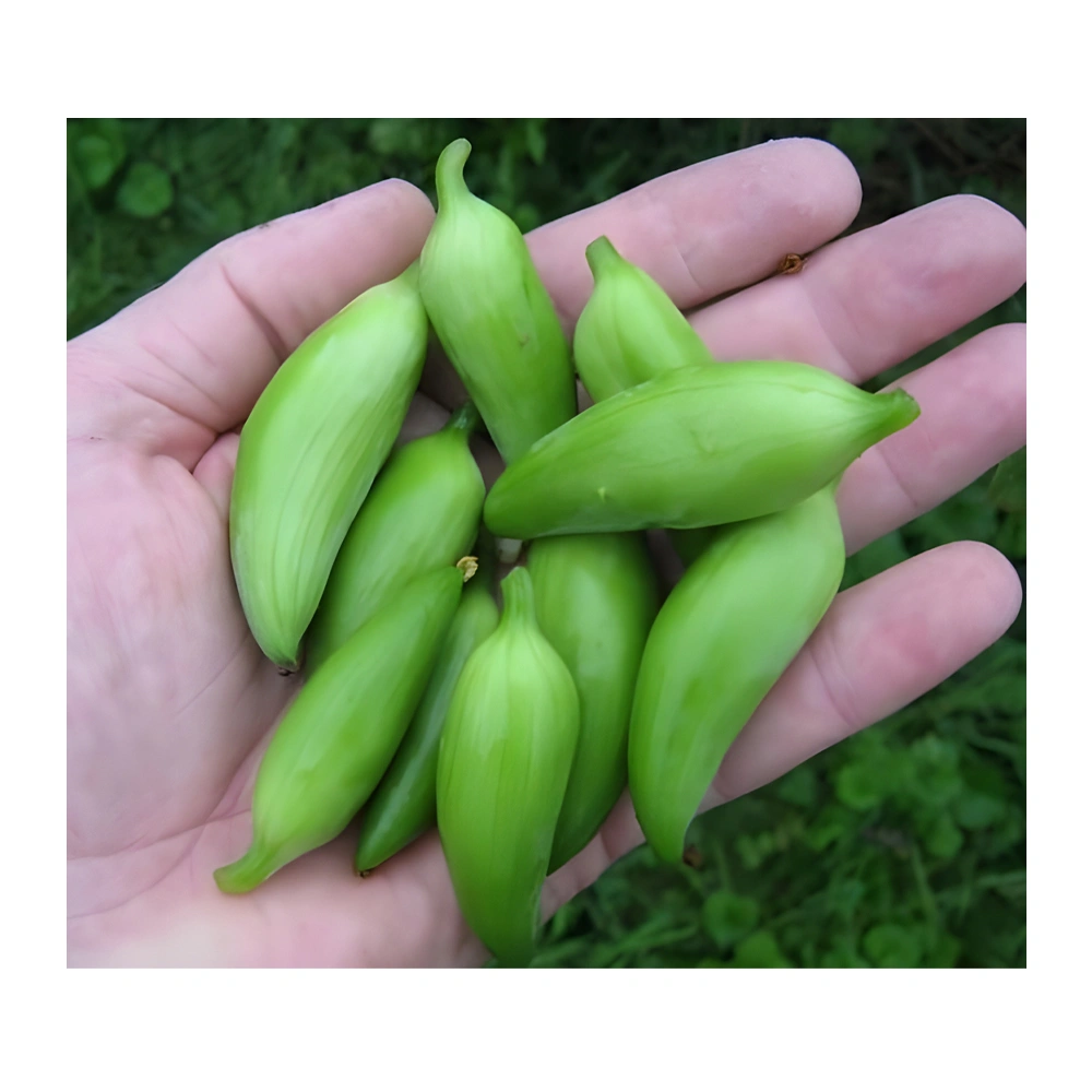 Cucumber Squirrel Gourd seeds