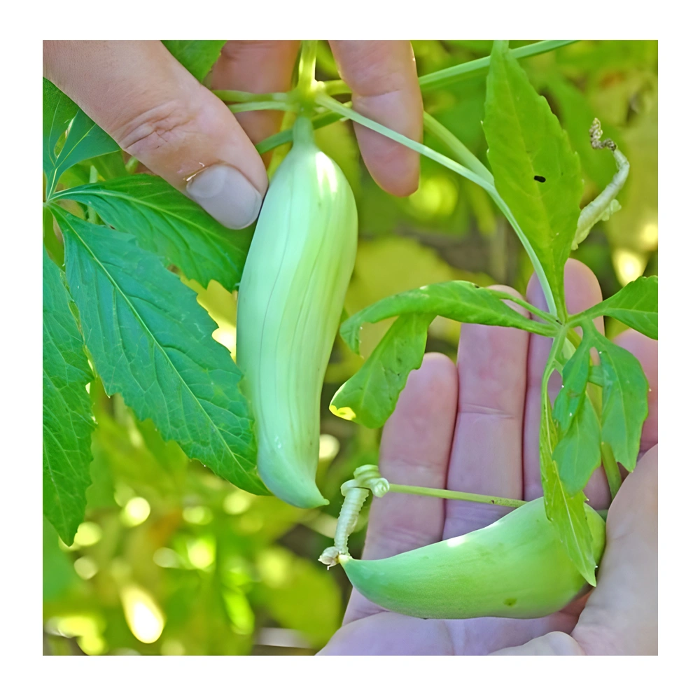 Cucumber Squirrel Gourd seeds