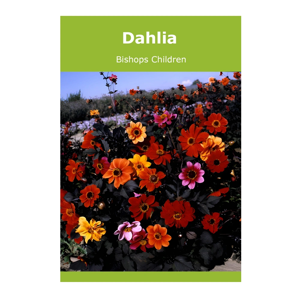 Dahlia Bishops Children