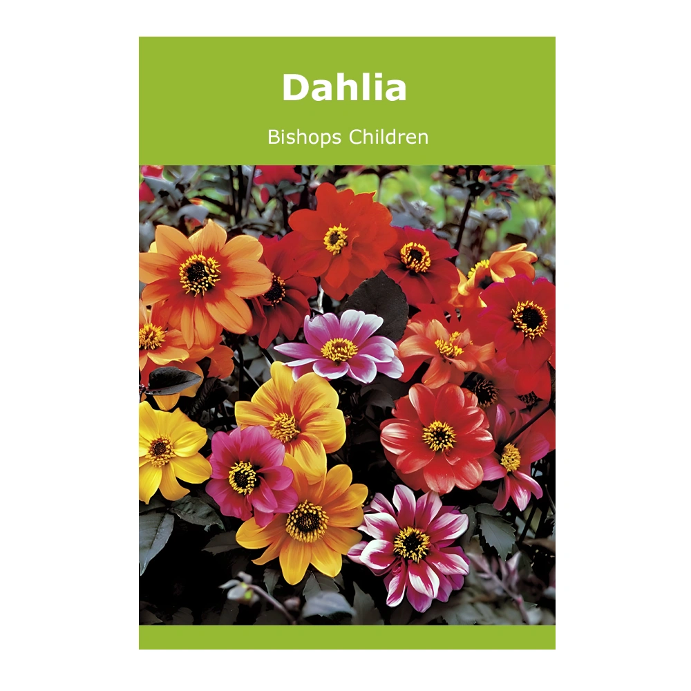 Dahlia Bishops Children 1 Dahlia Bishops Children