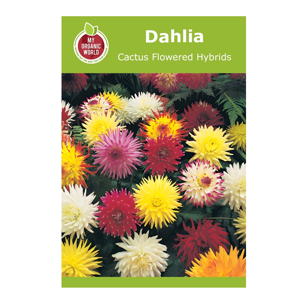 داليا Cactus Flowered Hybrids 1 داليا Cactus Flowered Hybrids