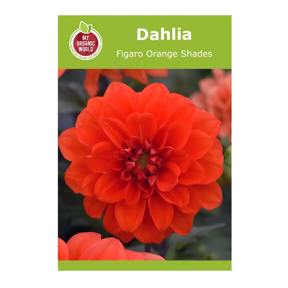 Dahlia Figaro Orange Shades 1 Dahlia Figaro Orange Shades