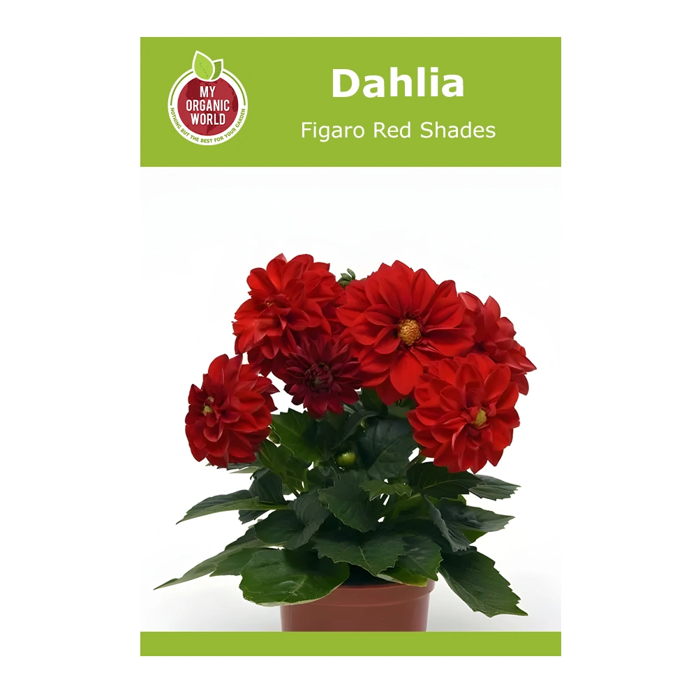Dahlia Figaro Red Shades