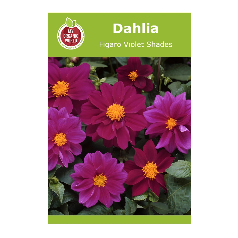 Dahlia Figaro Violet Shades 1 Dahlia Figaro Violet Shades