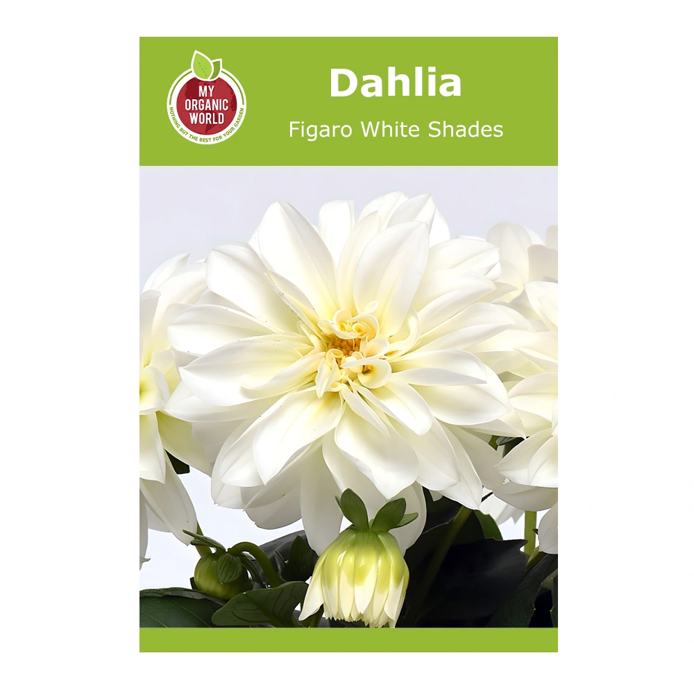 Dahlia Figaro White Shades 1 Dahlia Figaro White Shades