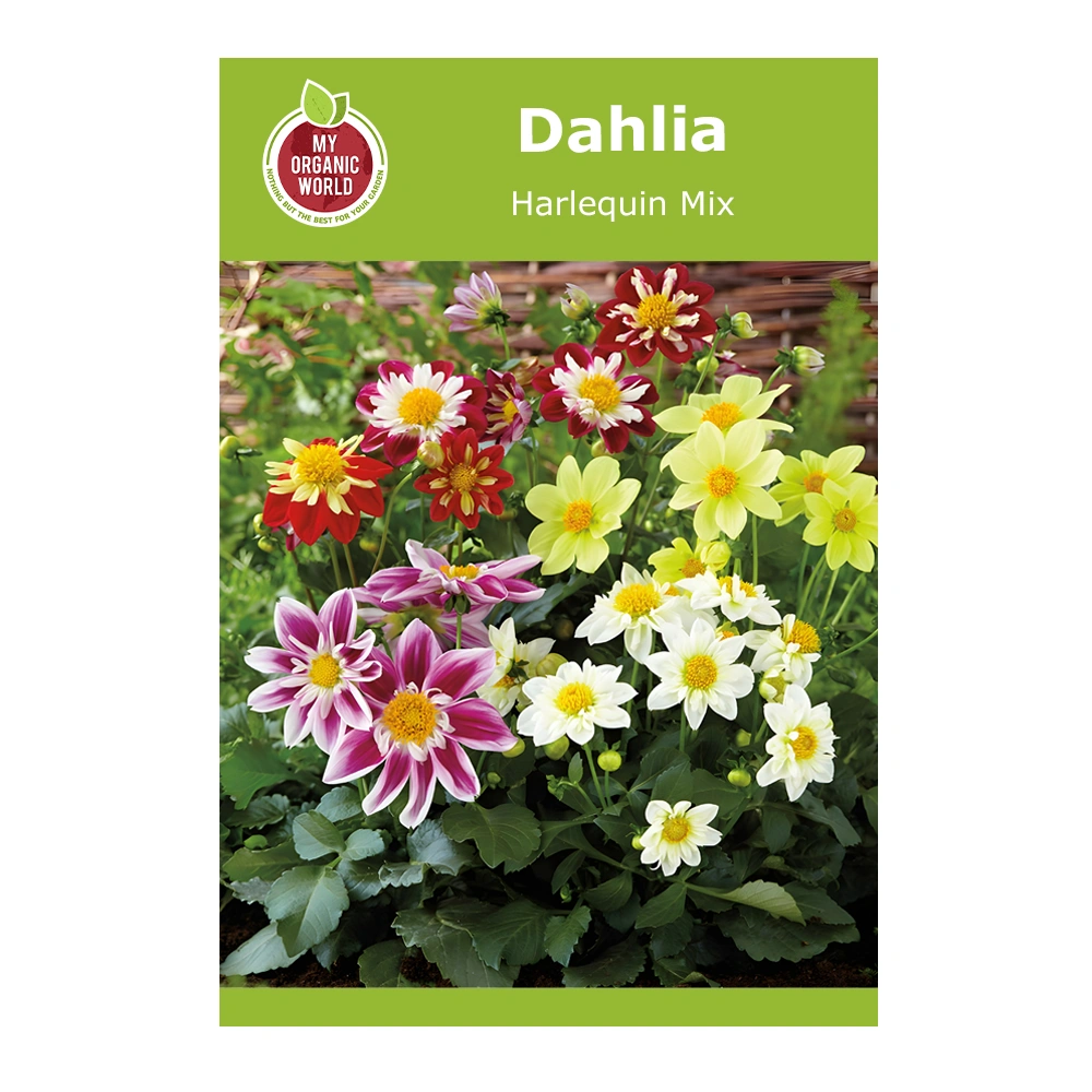 Dahlia Harlequin Mix 1 Dahlia Harlequin Mix
