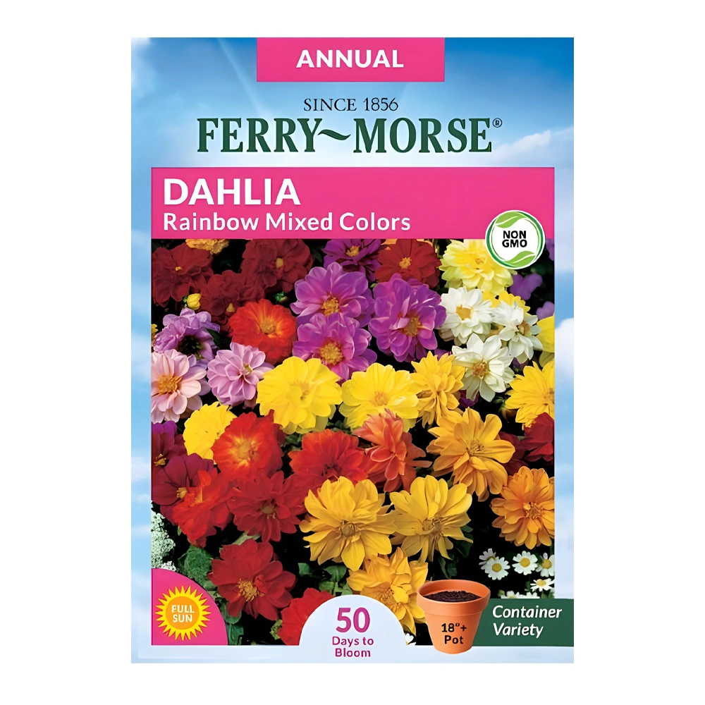 Dahlia Rainbow Mixed Colors 1 Dahlia Rainbow Mixed Colors