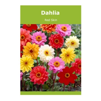Dahlia Red Skin
