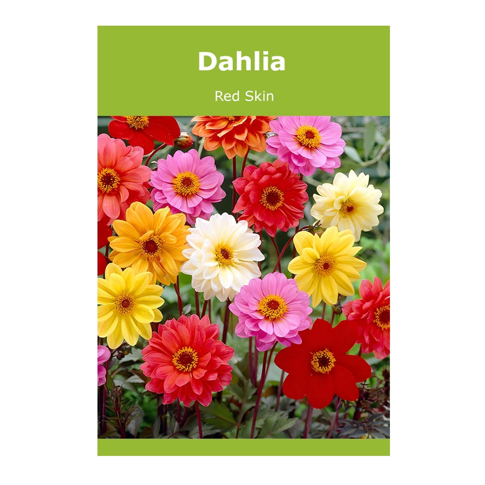 Dahlia Red Skin 1 Dahlia Red Skin