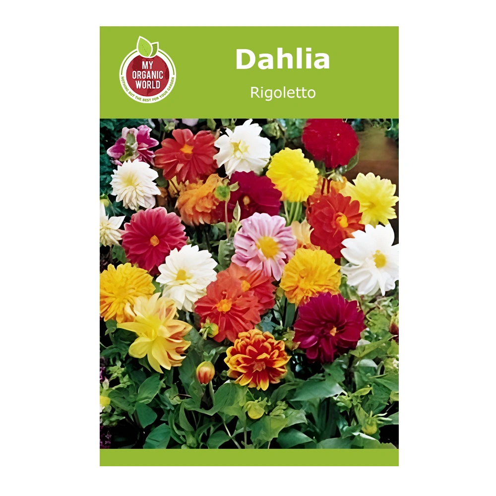 Dahlia Rigoletto