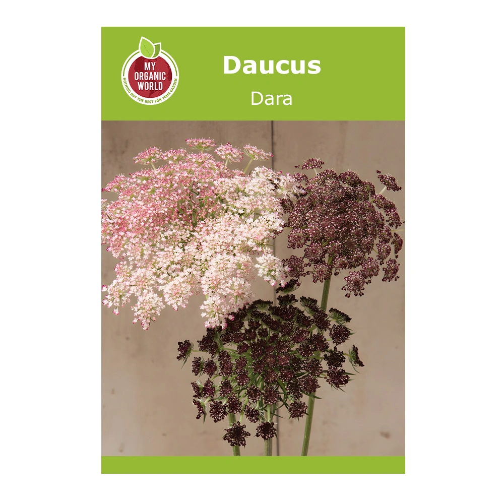 Daucus Dara seeds