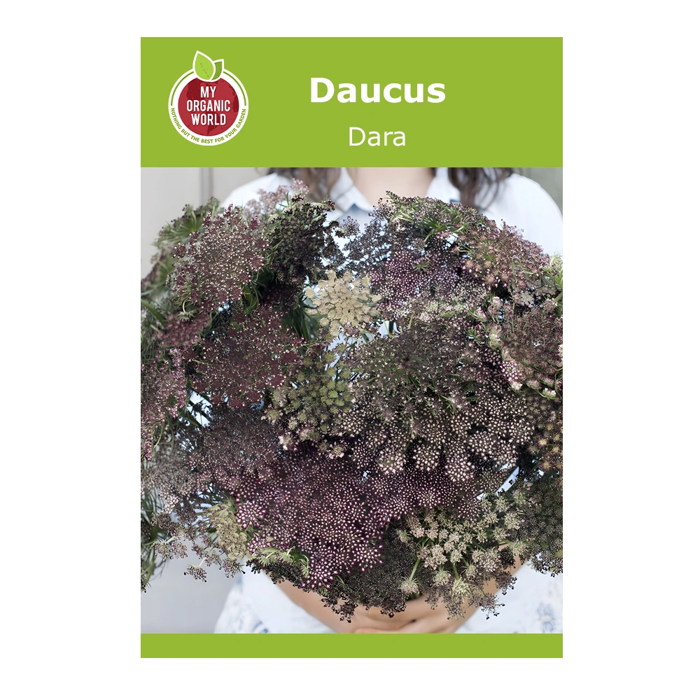 Daucus Dara 1 Daucus Dara seeds