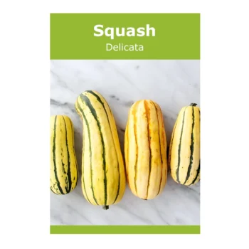 Delicata Squash seeds