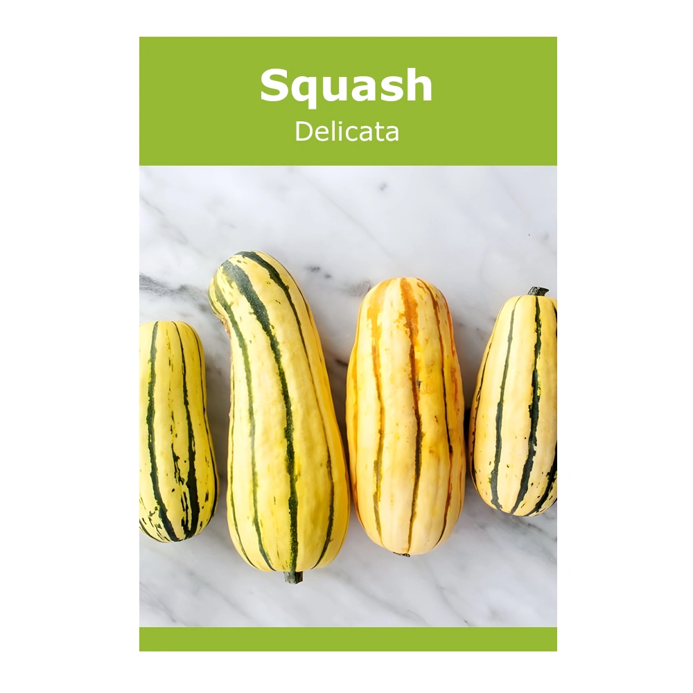 Delicata Squash seeds