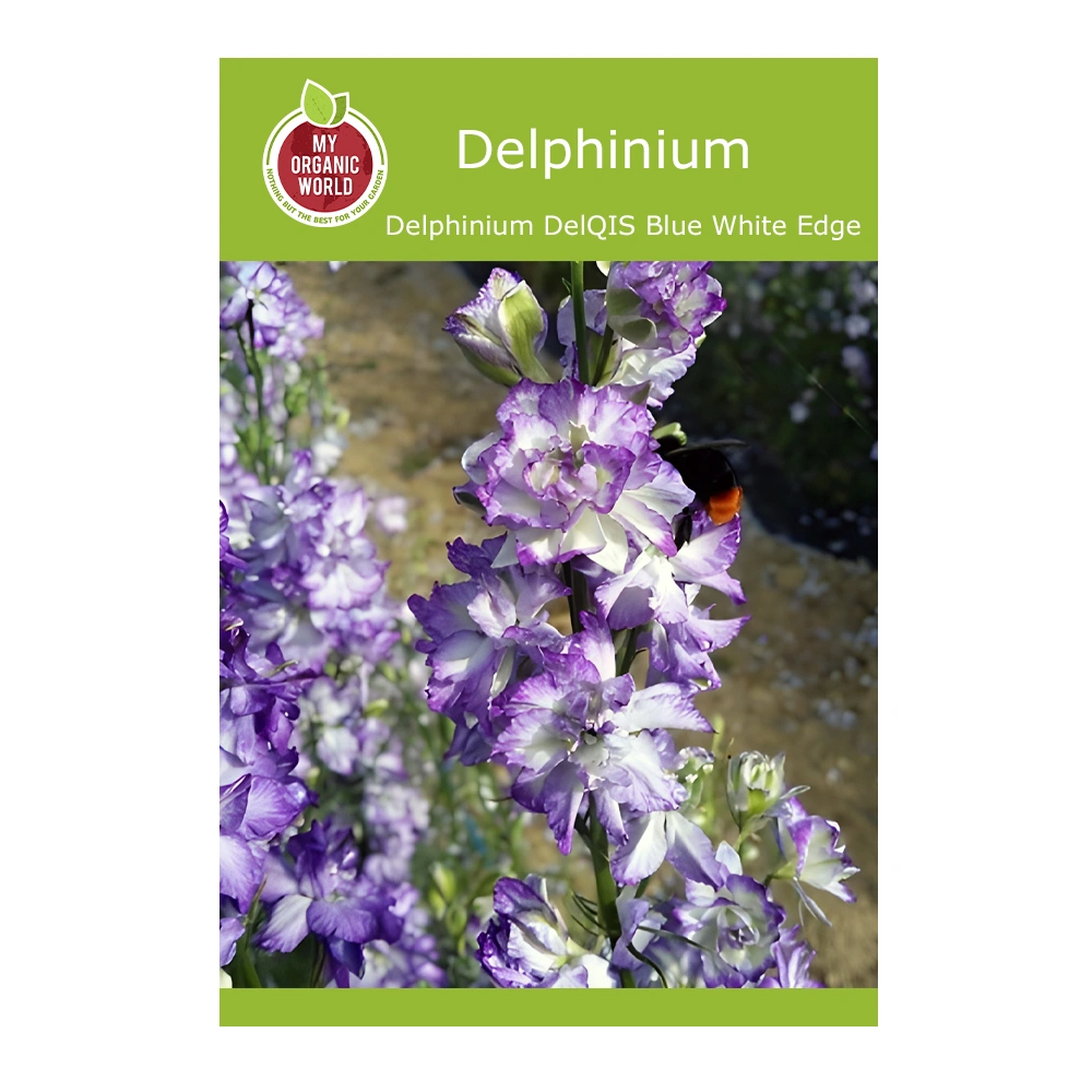Delphinium DelQIS Blue White Edge 1 Delphinium DelQIS Blue White Edge seeds