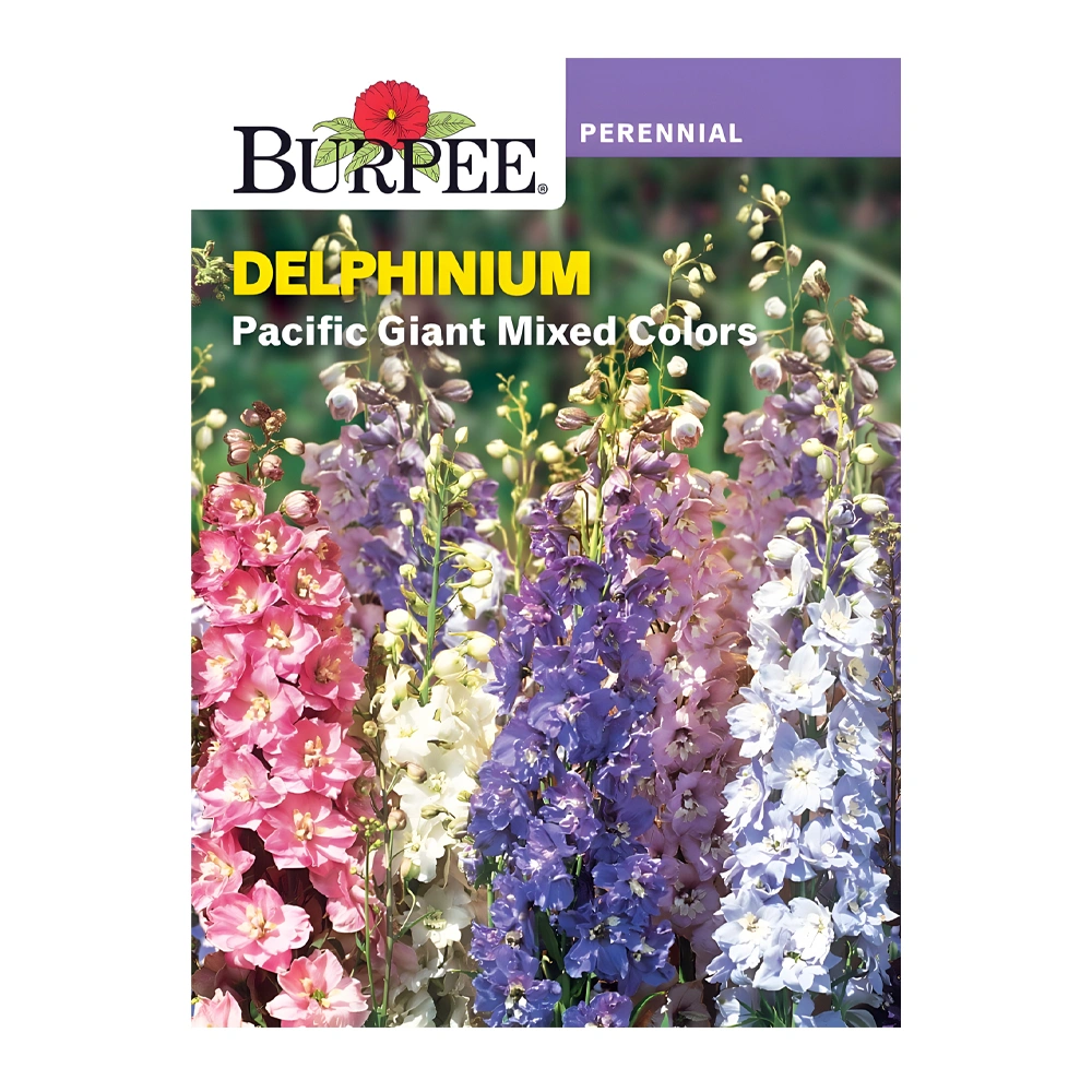 Delphinium Pacific Giant Mixed Colours 1 Delphinium Pacific Giant Mixed Colours seeds