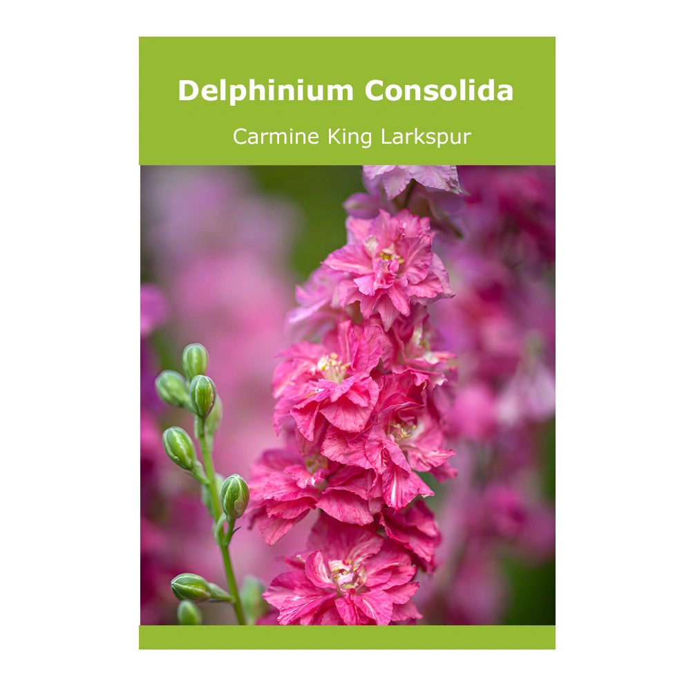 Delphinium consolida 'Carmine King' Larkspur 1 Delphinium consolida ‘Carmine King’ Larkspur seeds