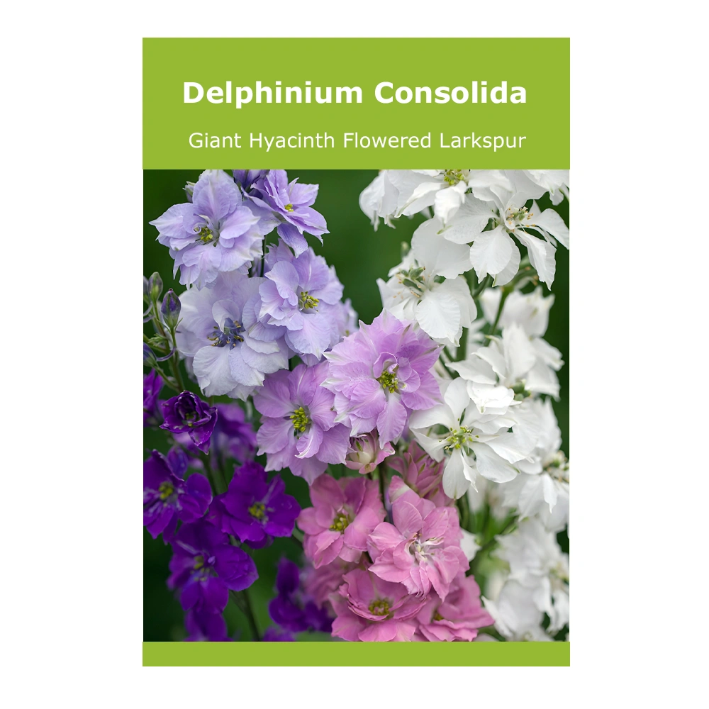 Delphinium Consolida 'Giant Hyacinth Flowered' Larkspur 1 Delphinium consolida ‘Giant Hyacinth Flowered’ Larkspur seeds