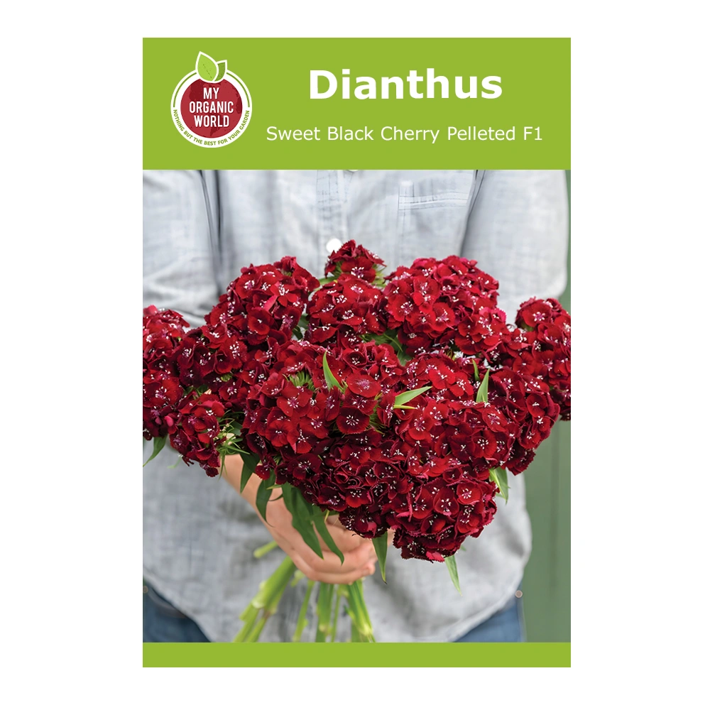 Dianthus Sweet Black Cherry Pelleted F1