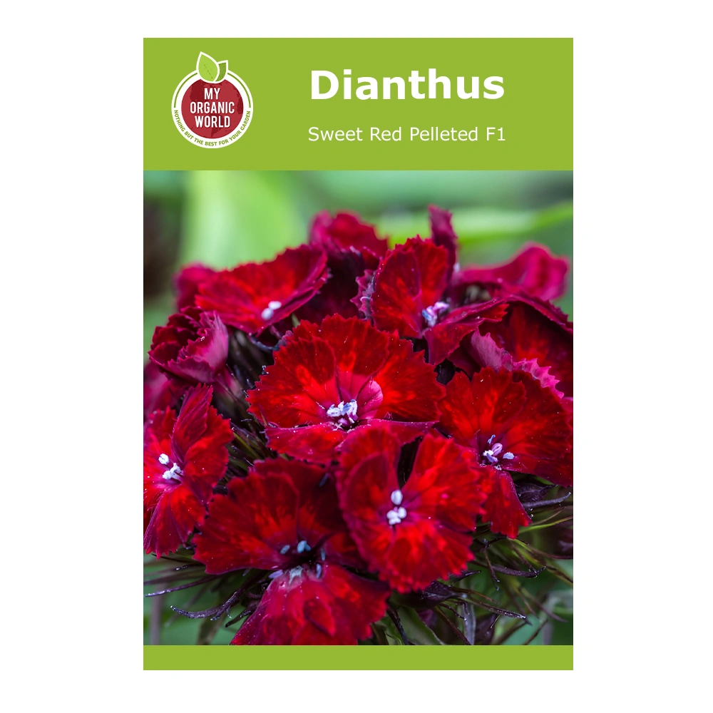 Dianthus Sweet Red Pelleted F1 1 Dianthus Sweet Red Pelleted F1