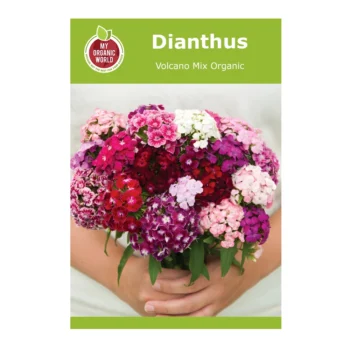 Dianthus Volcano Mix Organic