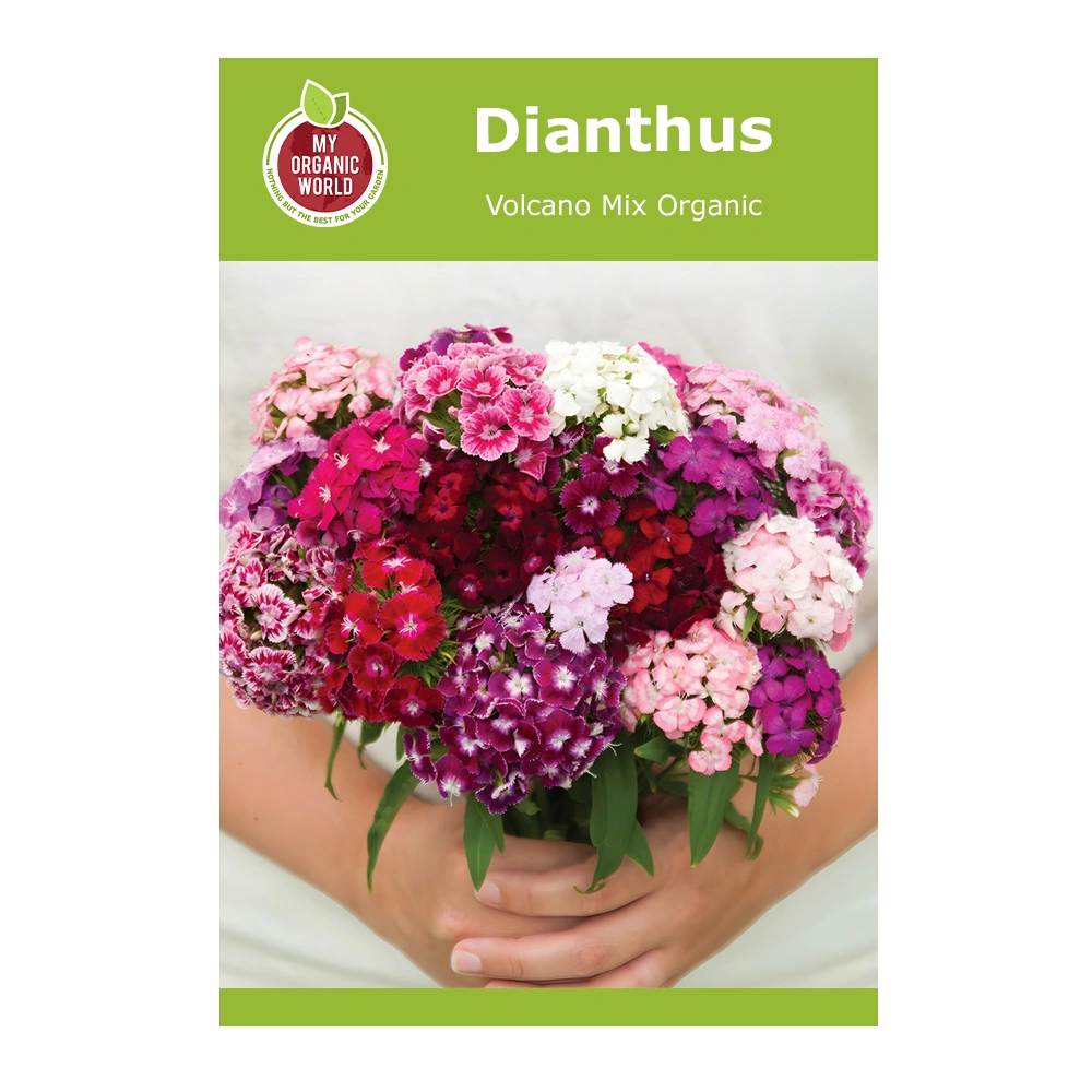 Dianthus Volcano Mix Organic 1 Dianthus Volcano Mix Organic